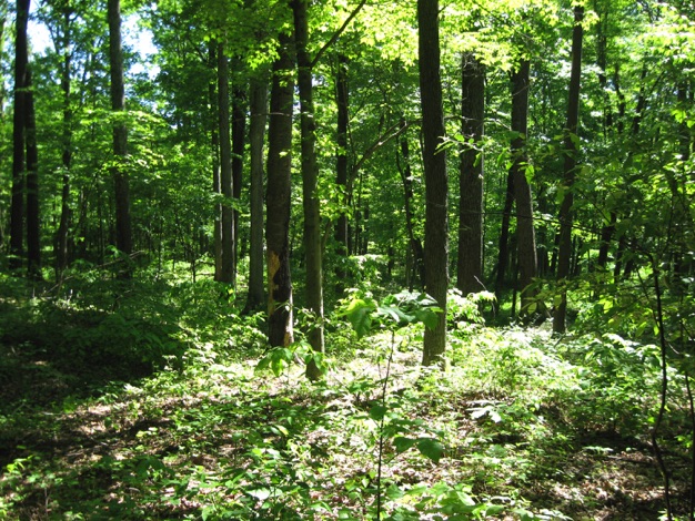 Indian Springs Wildlife Management Area